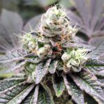 Coco-Nutty_Website