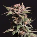 Strawberry-Sugar_Website-scaled-1.jpg