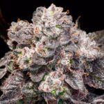 Bela LeGrady Inked Up Cherries Compressed