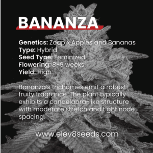 2-FREE SEEDS - Bananza