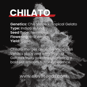 2-FREE SEEDS - Chilato
