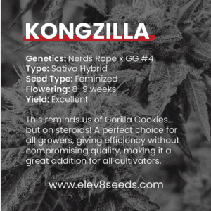 2-FREE SEEDS - Kongzilla