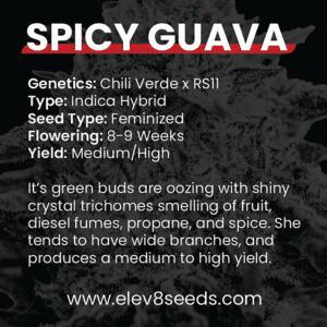 2-FREE SEEDS - Spicy Guava