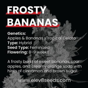 2-FREE SEEDS - Frosty Bananas