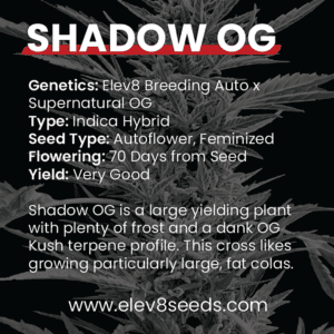 2-FREE SEEDS - Shadow OG