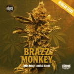 Brazz Monkey Strain