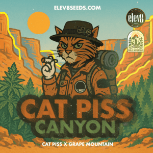 Cat Piss Canyon
