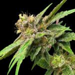 dgrkickz-lemon-strawberry-bomb.jpg
