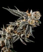 Gelato-Punch_Website.jpg Gelato Punch